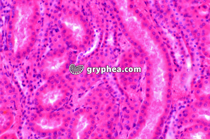 Tubules Rein x100 - gryphea.com